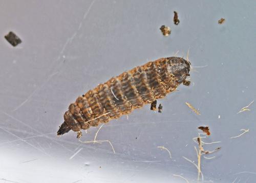 Réf. 335 272 : Chloromyia formosa